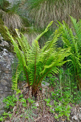 Felce selvatica (Pteridophyta)