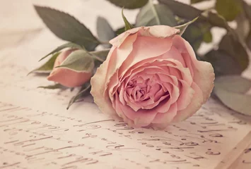 Papier Peint photo Lavable Roses Rose rose