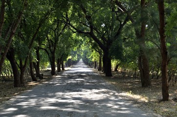 Fototapeta premium strada tra gli alberi