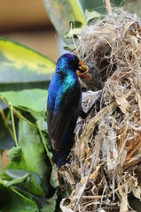 Male Sunbird feeding the chicks in nest