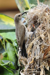 Female Sunbird feeding her newborn chicks in nest