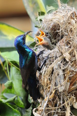 Male Sunbird feeding his newborn chicks in nest