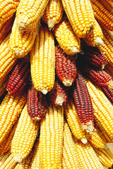 Plakat Pile of corn cobs