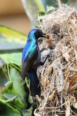 Male Sunbird feeding his newborn chicks in nest