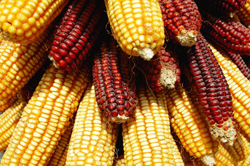 Fototapeta na wymiar Pile of corn cobs