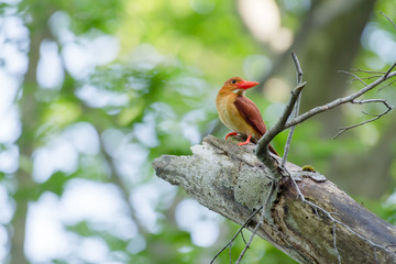 アカショウビン