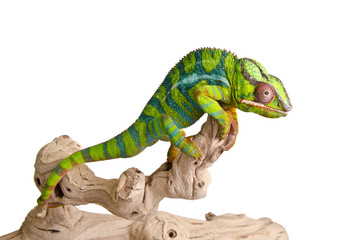 Vibrant panther chameleon clings to a branch, showcasing its striking green and blue scales. Isolated on a white background, this close-up highlights its intricate details and camouflage ability