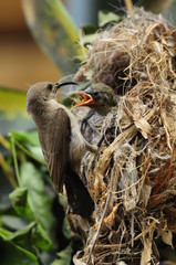 Female Sunbird feeding the chicks in nest
