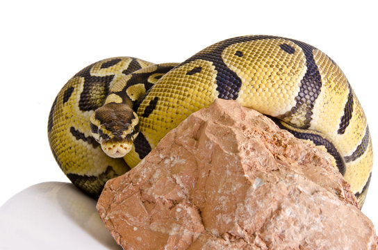 Ball python