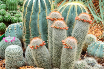 Group of bludgeon cactus