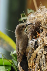 Female Sunbird feeding the chicks in nest