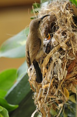 Female Sunbird feeding her newborn chicks in nest
