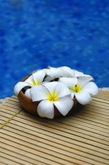 frangipani in bowl of on bamboo mat in the swimming pool