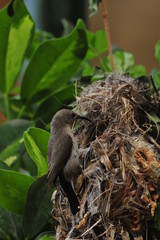 Female Sunbird feeding the chicks in nest