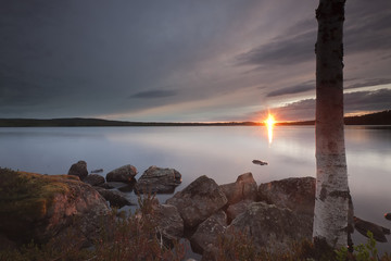 Sun setting over swedish lake, birch tree in foreground