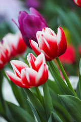 Red tulips