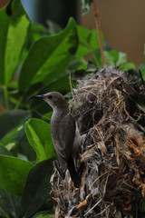 Female Sunbird feeding the chicks in nest