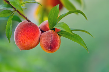 Peaches hanging on a branch