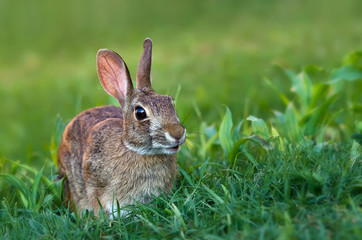 Naklejka na ściany i meble Cottontail rabbit in Grass