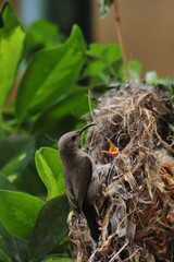 Female Sunbird feeding her newborn chicks in nest