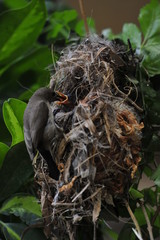 Female Sunbird feeding her newborn chicks in nest