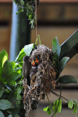 Female Sunbird feeding the chicks in nest