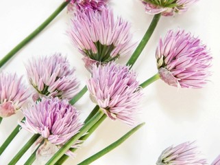 Chive flower