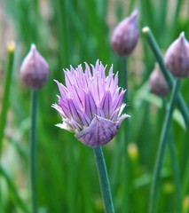 Chive flower