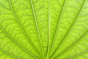 Texture of a green leaf as background