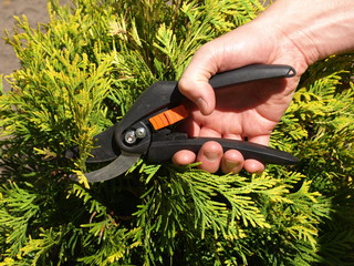 Cutting branches