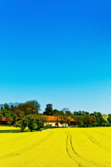 Obraz premium Gelbes Rapsfeld im Frühling