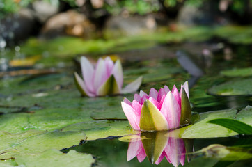 beautiful water lily background