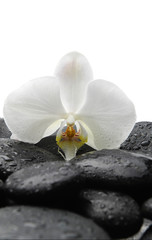 Macro of beautiful orchid and wet pebbles