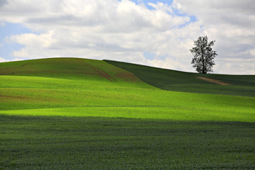 View of a green field and a single tree.