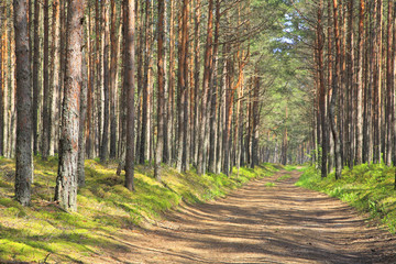 Fototapeta premium Mud road through the wood.