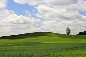 View of a green field and a single tree.