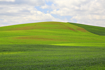 View of a green field.