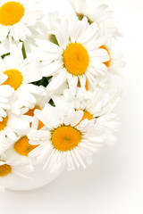 camomile flowers on white background