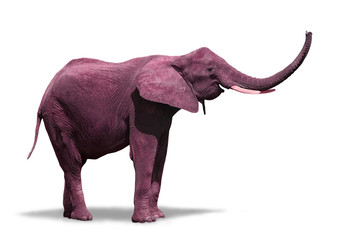 Pink Elephant - 41967409