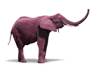 Crédence de cuisine en verre imprimé Éléphant Pink Elephant