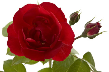Fototapeta premium Kletterrose