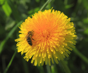 Bee on a Dandelion.