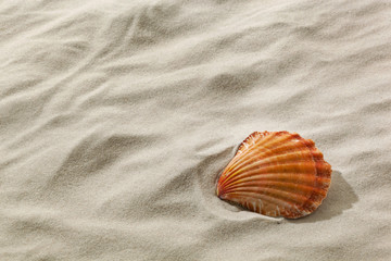 Muschel an einem Sandstrand