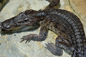 Crocodile in the water