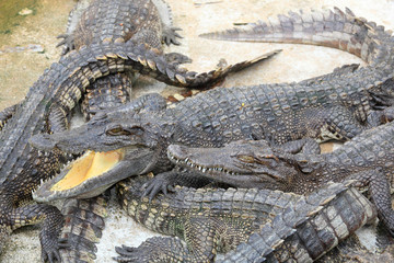 Opening mount crocodile in the zoo