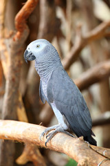 Portrait of an Congo African Grey Parrot