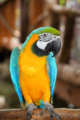 The potrait of Blue & Gold Macaw