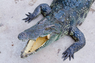 Crocodile on a farm, Thailand