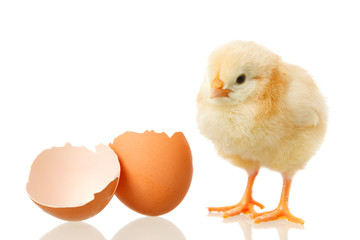 baby chicken and egg on white