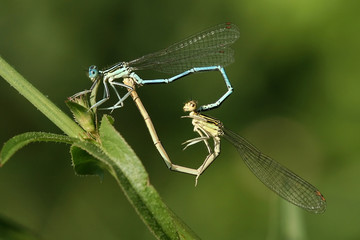 Dragonfly love, insect nature, sexuality sex concept